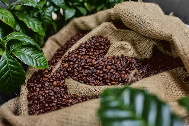Otwarta torebka z kawałkami ziaren kawy plastry zielonych liści piękny lekki wigor ziaren kawy wśród kawowych krzewów
