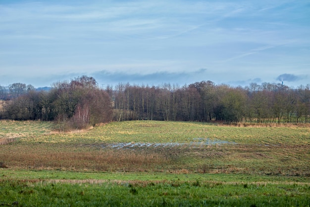 Otwarte pole z lasem w tle późną zimą w Danii i pochmurne niebo z kopią przestrzeni Krajobrazowy widok na bujną zieleń gruntów rolnych lub gruntów rolnych z jałowymi drzewami