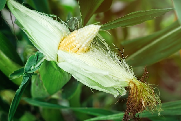 Otwarty kolb kukurydzy w polu