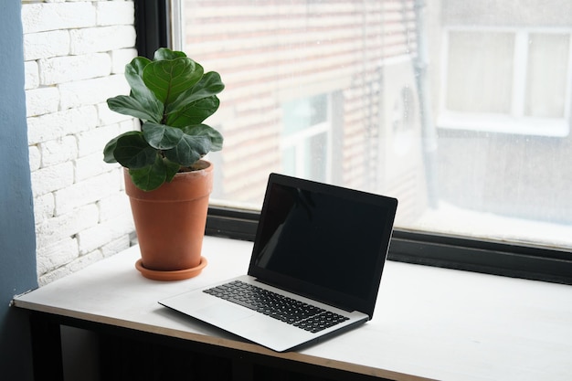 Otwarty laptop stoi na stole przy oknie i doniczka z żywą rośliną