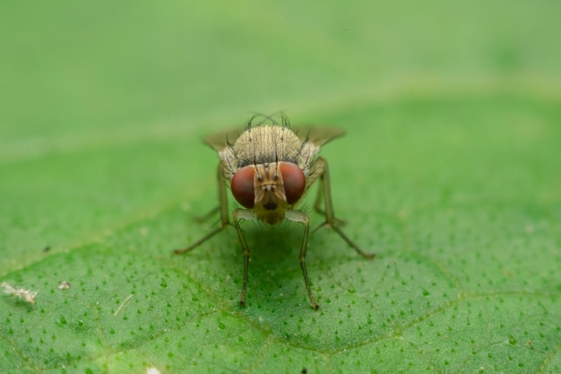 Owad fly na liściu, Wybierz oczy skupienia