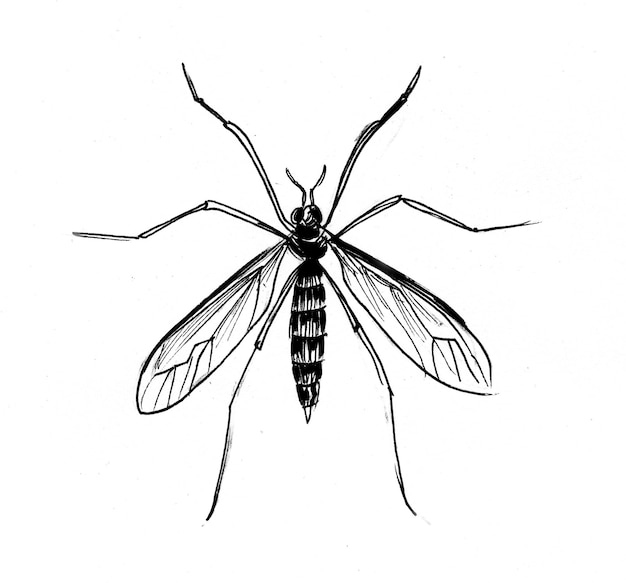 Owad komar. Czarno-biały rysunek tuszem