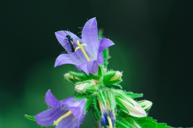 Zdjęcie owad na fioletowym kwiatku