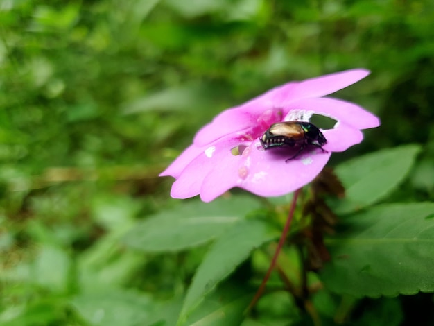 Owad na kwiatku Wysokiej jakości piękno tła fotograficznego