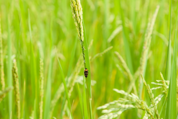 owad siedzący na ryżu.