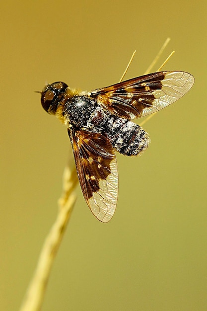 Owady Dipteros w ich naturalnym środowisku fotografia makro