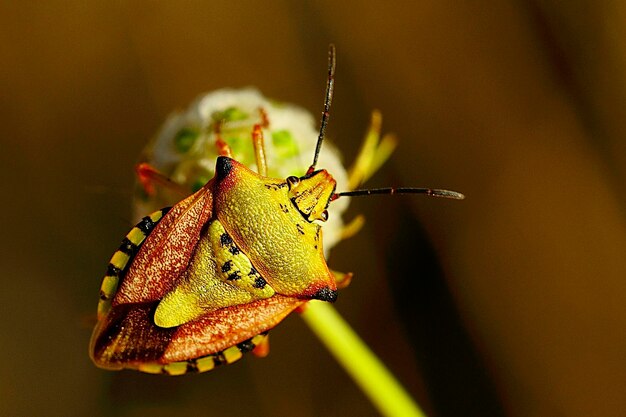 Owady Hemipteros w ich naturalnym środowisku fotografia makro