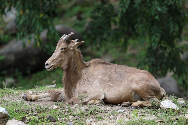 Owca berberyjska to ssak i zwierzę górskie