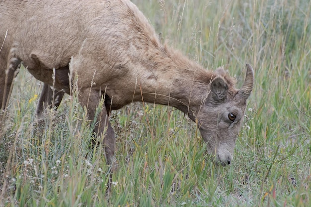 Owca gruboroga Ovis canadensis na zboczu wzgórza w Wyoming