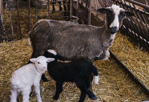 Owca i dwa małe jagnięta obok siebie w stodole. Baranek biało-czarny. Urocze jagnięta.