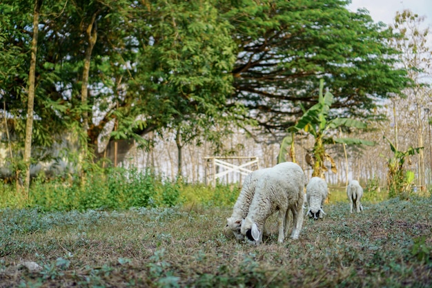 Owce domowe Ovis aries to czworonożne przeżuwacze, zwykle hodowane jako zwierzęta gospodarskie