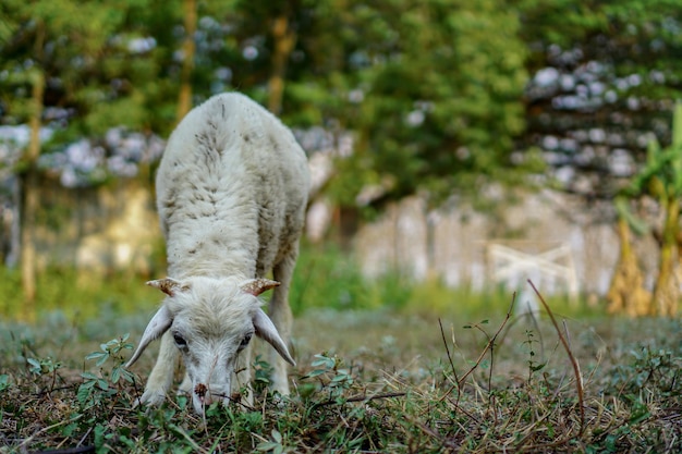 Owce domowe Ovis aries to czworonożne przeżuwacze, zwykle hodowane jako zwierzęta gospodarskie