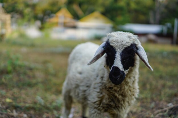 Owce domowe Ovis aries to czworonożne przeżuwacze, zwykle hodowane jako zwierzęta gospodarskie