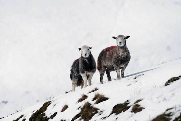 Owce Herdwick w zaśnieżonej Krainie Jezior w Szkocji