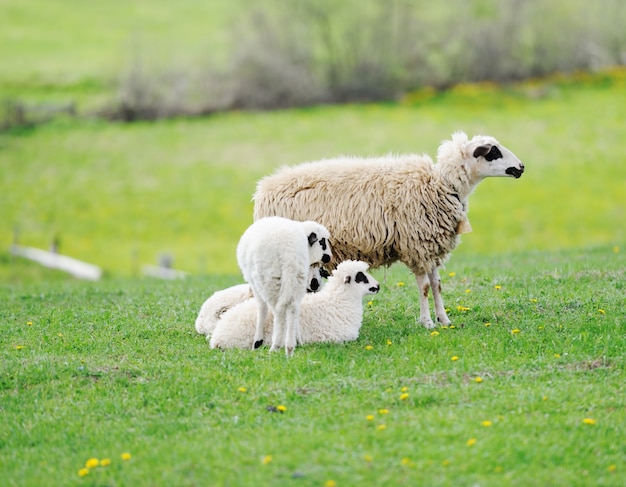 Owce i dwa jagnięta