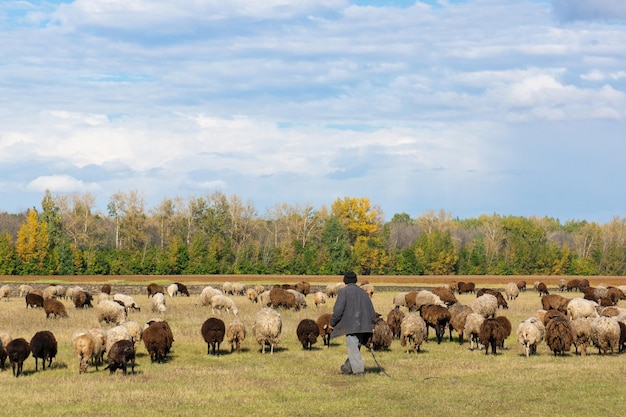 Owce i jagnię na zielonej trawiex9
