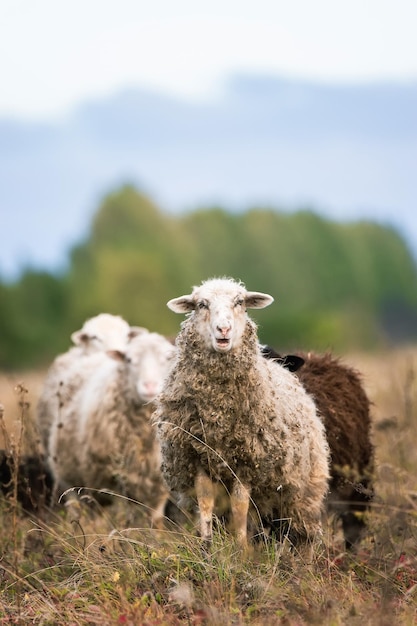 Owce i jagnię na zielonej trawiex9