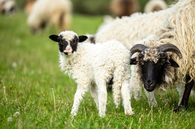 Zdjęcie owce i jagnięta jedzące trawę na farmie