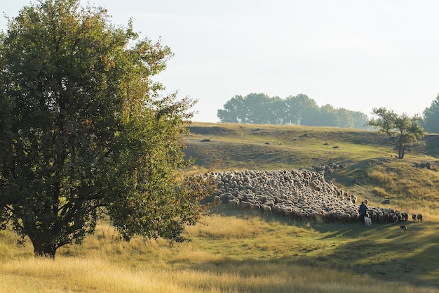 Owce I Kozy Pasą Się Na Zielonej Trawie Na Wiosnę