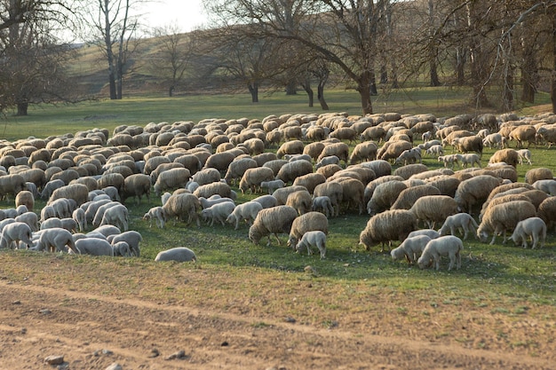 Owce i kozy pasą się na zielonej trawie na wiosnę
