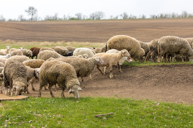 Owce I Kozy Pasą Się Wiosną Na Zielonej Trawie