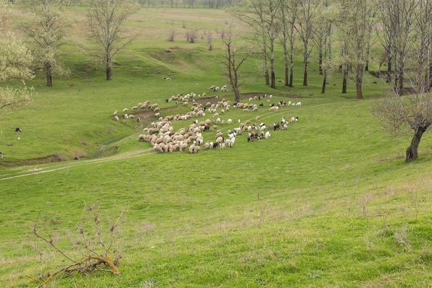 Owce i kozy pasą się wiosną na zielonej trawiex9