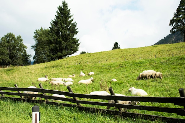 Owce jedzące jedzenie na polu trawy na polach uprawnych na wsi w Austrii