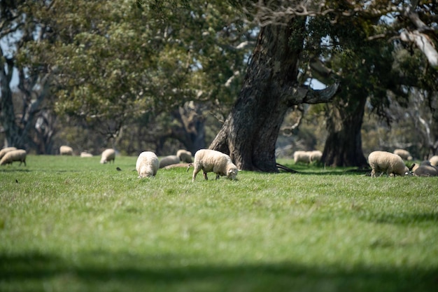 Owce merynosów pasące się i jedzące trawę w Nowej Zelandii i Australii