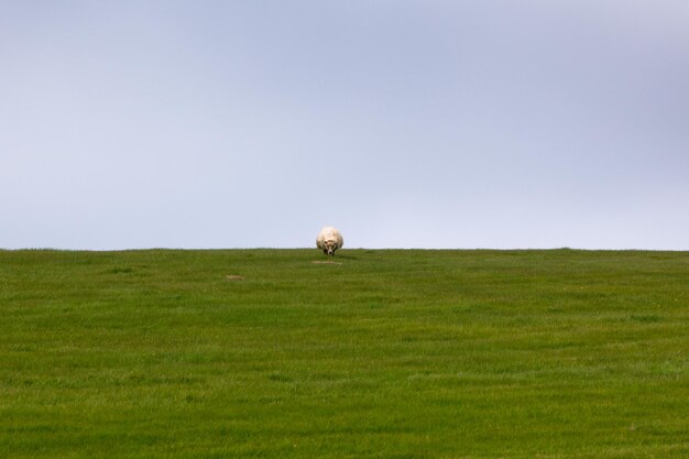 Owce na łące z zieloną trawą