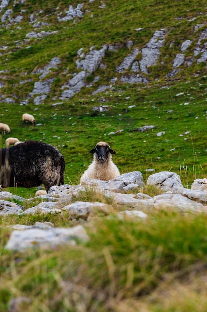 Owce na polach górskich.