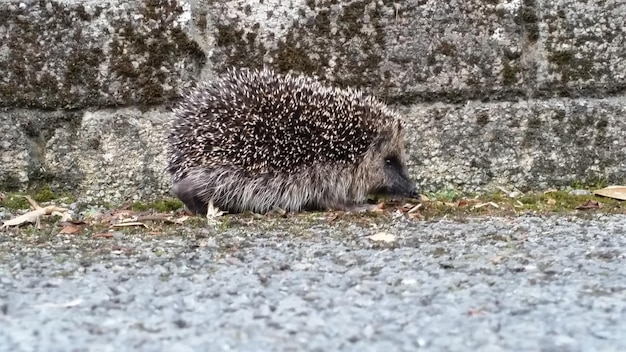 Zdjęcie owce na polu