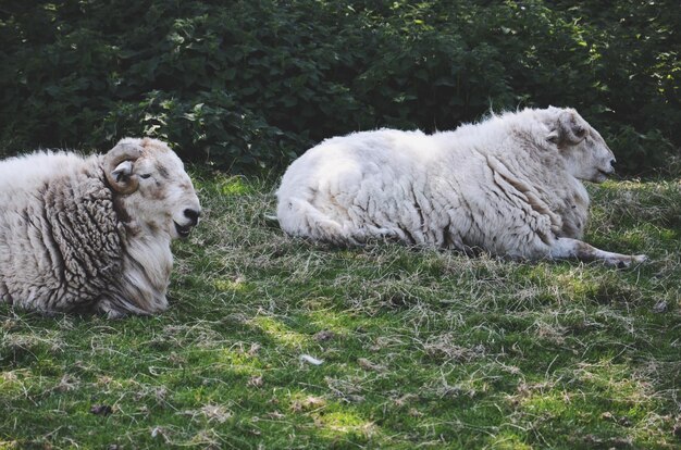 Zdjęcie owce odpoczywające na trawie