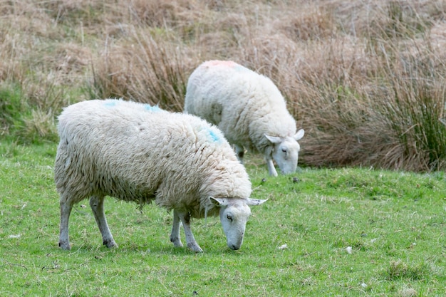 Owce Ovis orientalis aries Wexford Irlandia