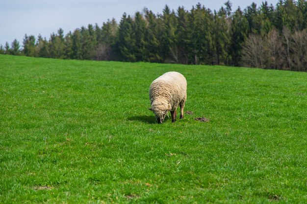 Owce Pasą Się Na Pastwisku Selektywne Skupienie