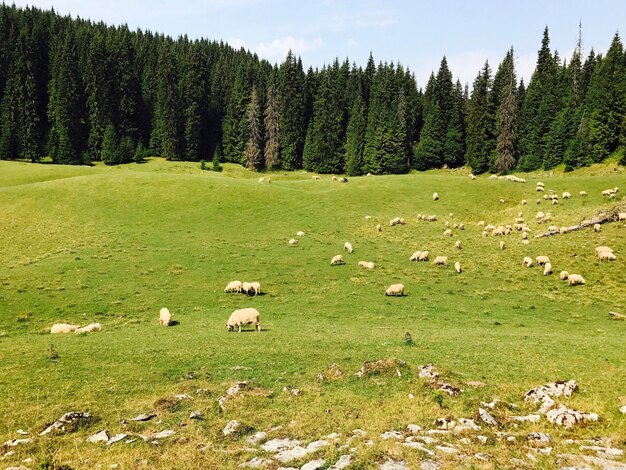 Zdjęcie owce pasą się na polu na tle nieba