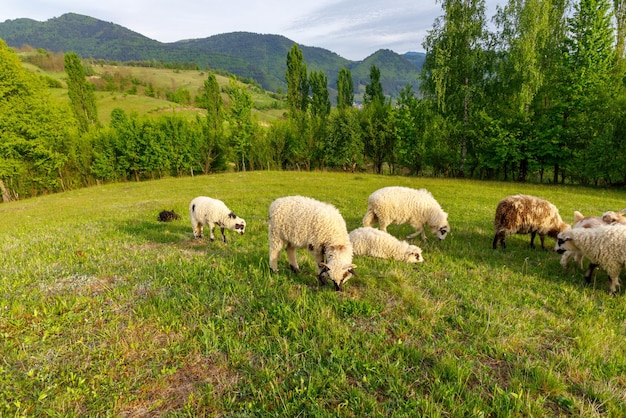 Zdjęcie owce pasą się na polu