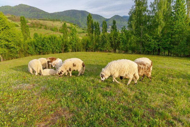 Zdjęcie owce pasą się na polu