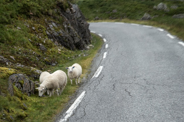 Owce pasą się na skraju drogi