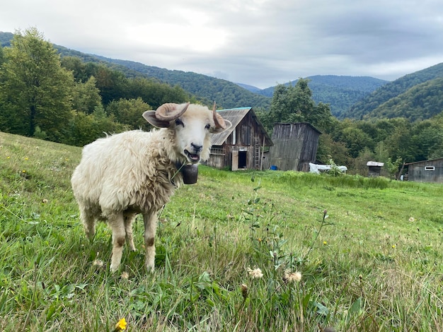 Zdjęcie owce pasą się na wzgórzu w pobliżu małej chaty karpaty ukraina