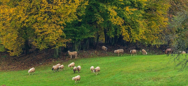 Owce pasące się na łące Słowenia