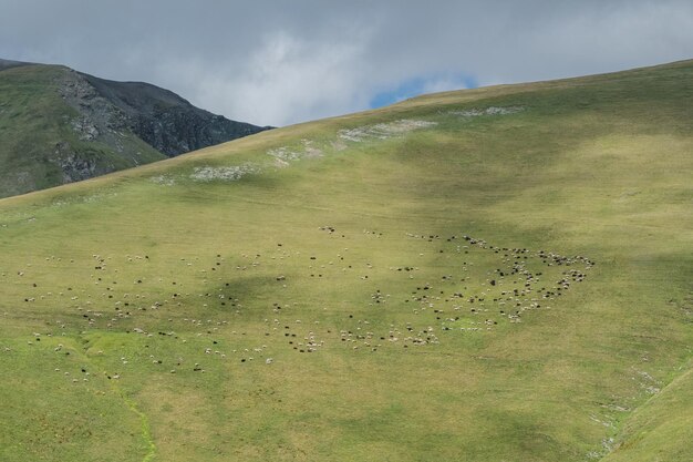 Owce pasące się na zboczu wzgórza