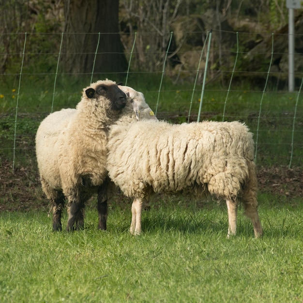 Owce stojące na polu