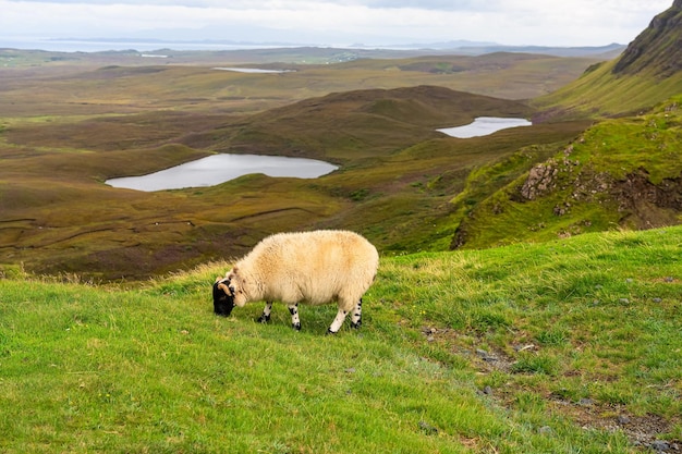 Owce typowej rasy Szkocji pasące się cicho na zielonych łąkach Quiraing Skye