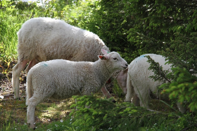 Owce W Alpach Lyngen W Norwegii