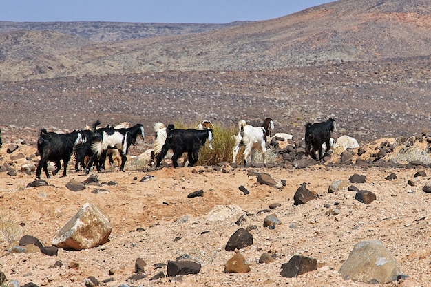 Owce w górach Arabii Saudyjskiej Wadi Disah