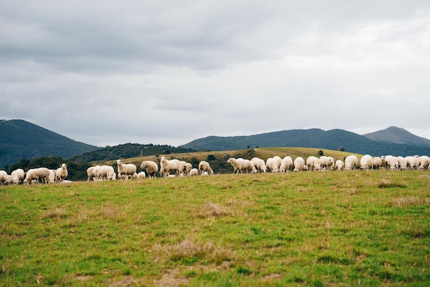 Owce w górach Pirenejów Francja Camino de santiago