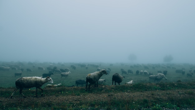 Owce W Górach W Mglistej Pogodzie