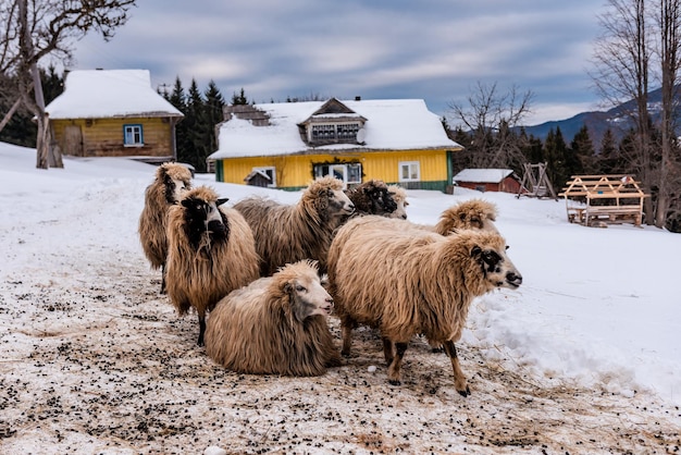 Owce w gospodarstwie w zimie Karpaty