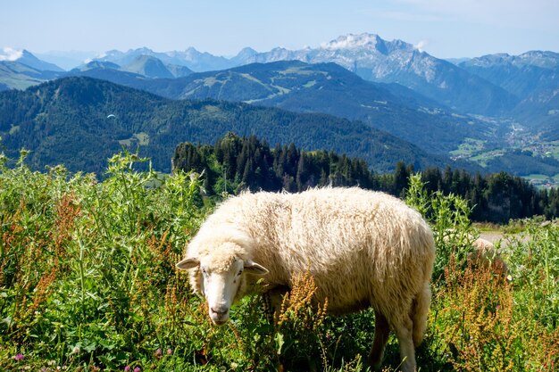 Owce w polu. Grand-Bornand, Haute-Savoie, Francja