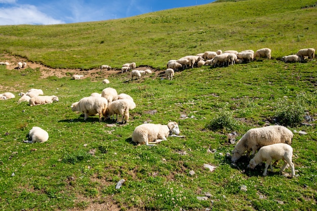 Owce w polu. Grand-Bornand, Haute-Savoie, Francja